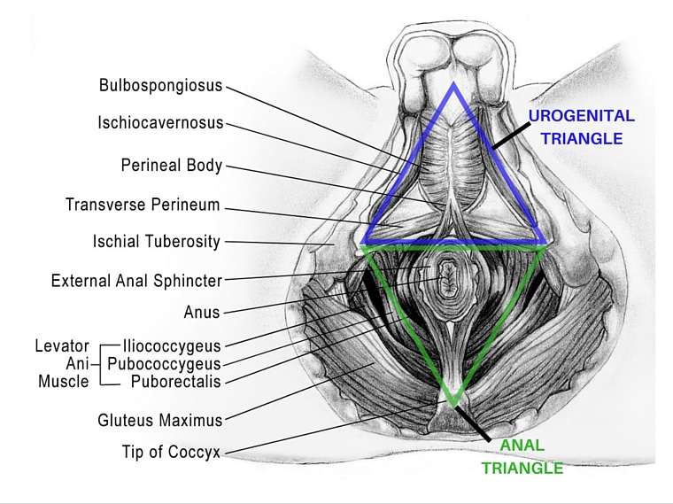 Male Anatomy with Triangles