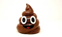 bowel
