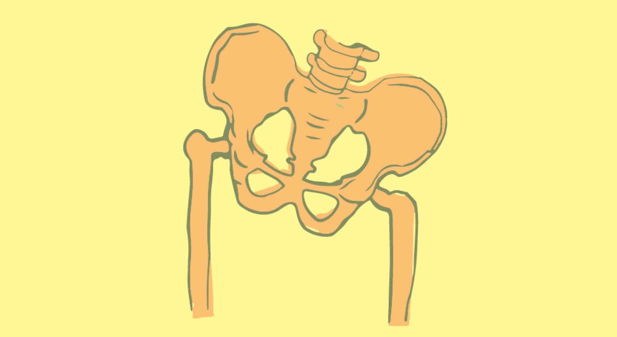 Pelvis
