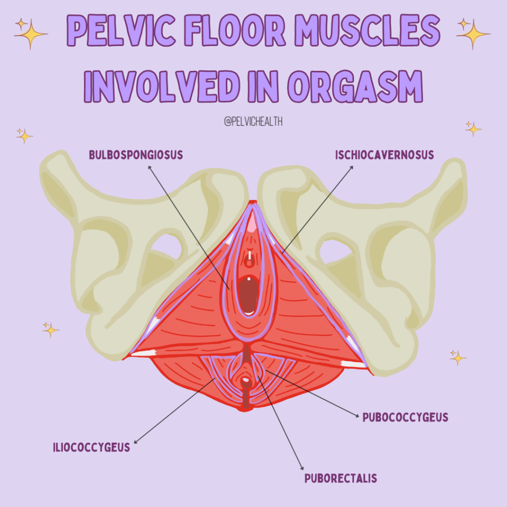 How Does Pelvic Floor Therapy Play a Role?