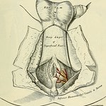fascia