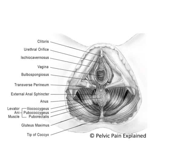 Female Anatomy