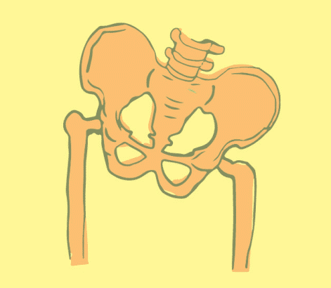 image 2 pelvic bone