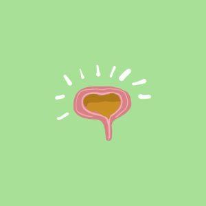 bladder