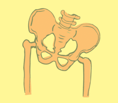 image Pelvic Bone