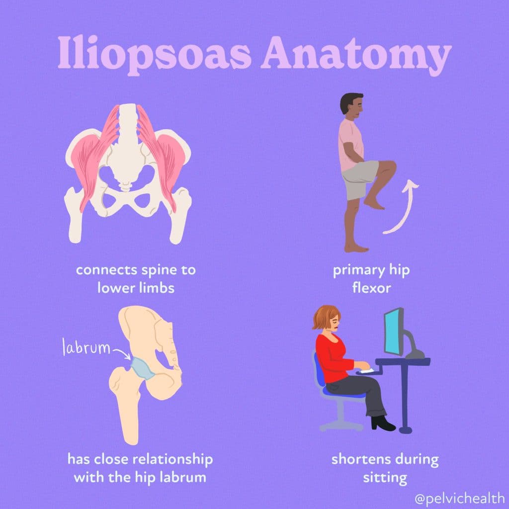 Iliopsoas Anatomy