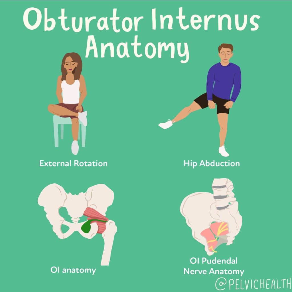 obturator internus anatomy